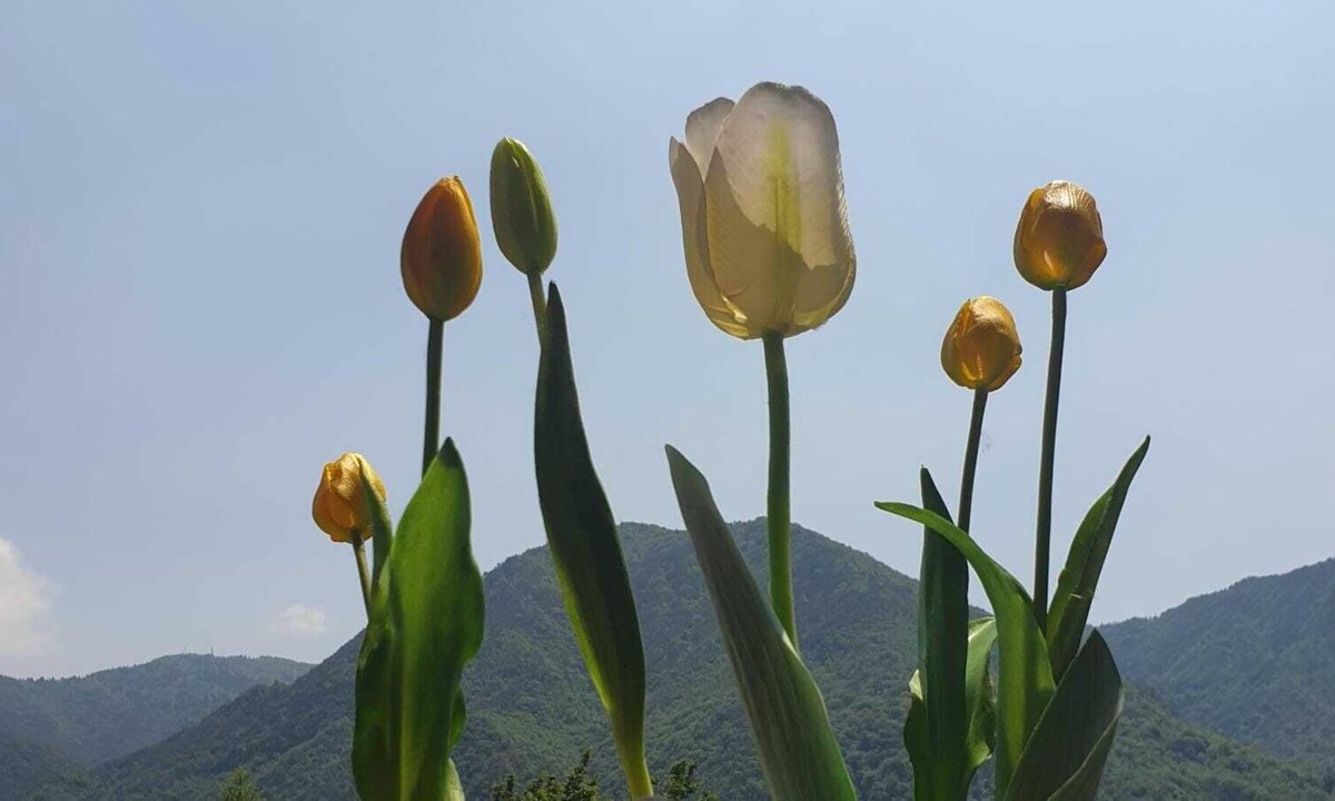 Idro Bed & Breakfast | APARTMENT B&B TULIPANO DOUBLE ROOMS WITH TERRACE