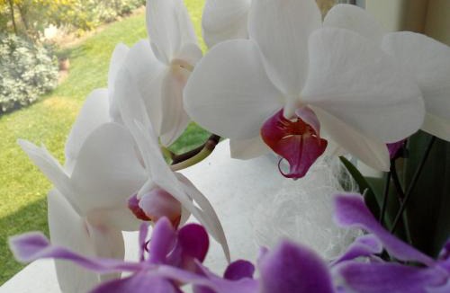Lugana Bed & Breakfast | B&B Rosalu - Adults Only