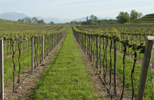 Colà Di Lazise Bed & Breakfast | I Vigneti Bed & Breakfast