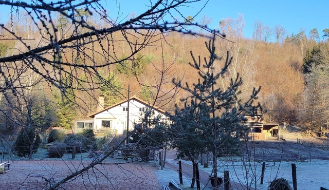 Gîte mon Chez moi Avec Ânes et Chevaux Pour Randonner en Forêt in Soucht