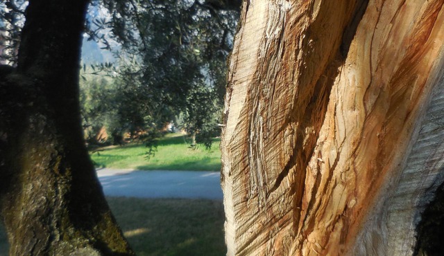 Olive Tree House- Vacation Rentals