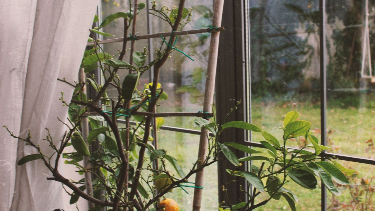 Photo of Others in Passirano