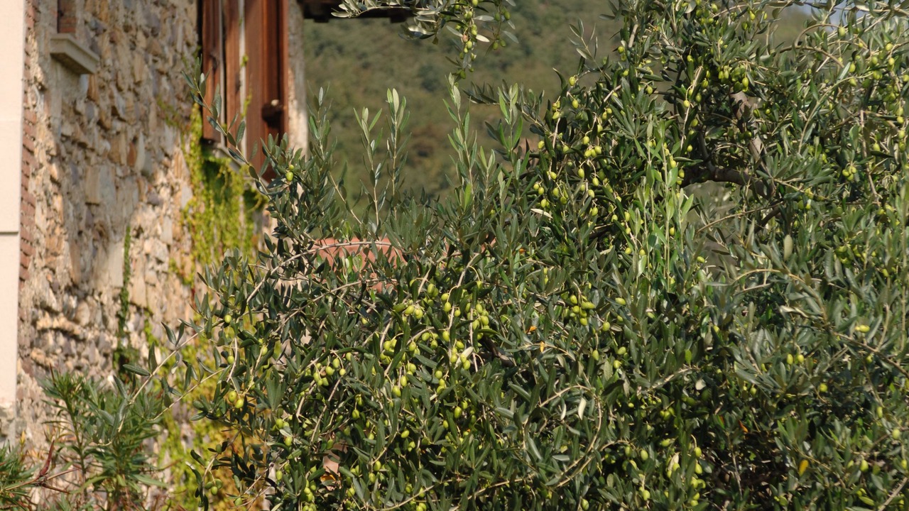 Photo of Outdoor in Colombaro