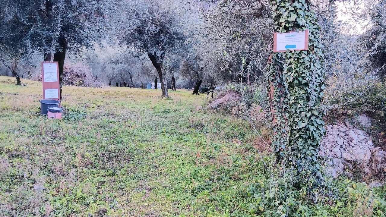 Photo of Others in Assenza