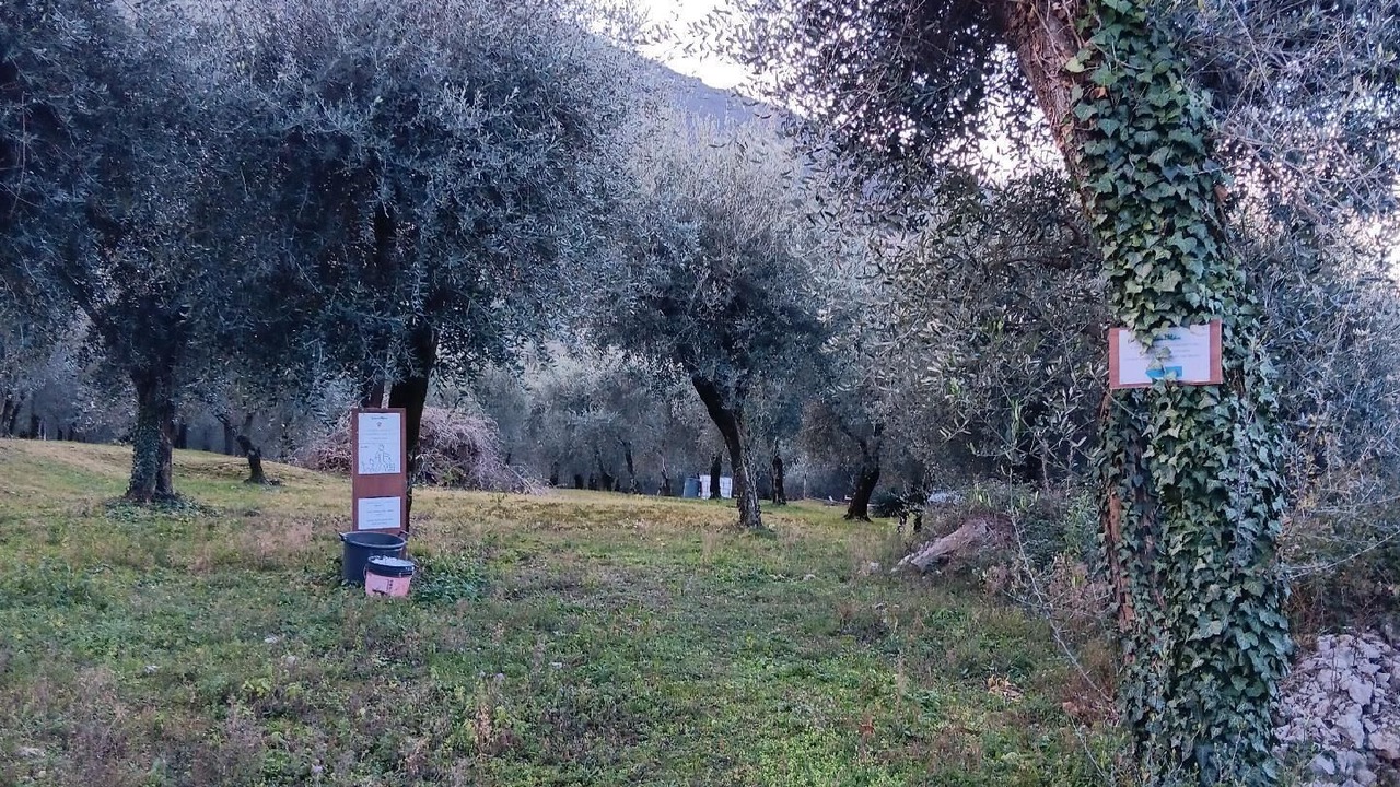 Photo of Others in Assenza