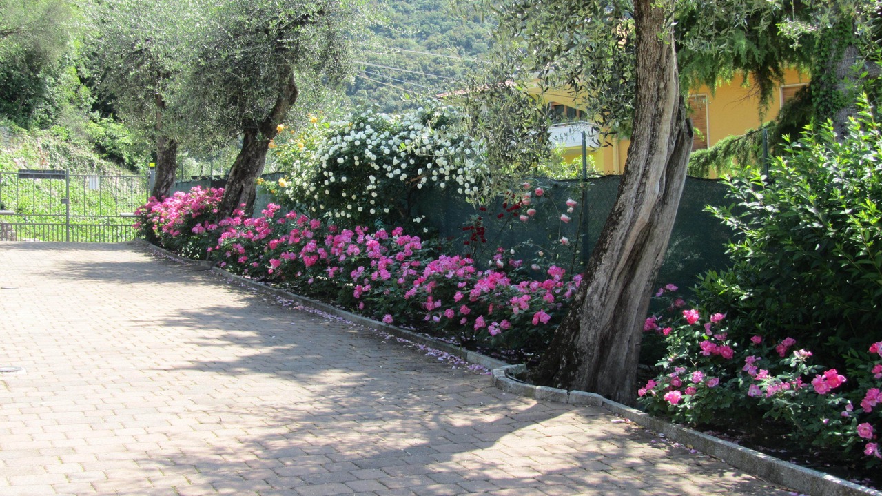 Photo of Outdoor in Malcesine Old Town