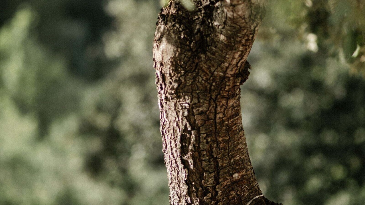 Photo of Others in Teolo