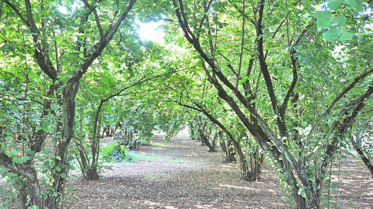 Photo of Others in Capranica