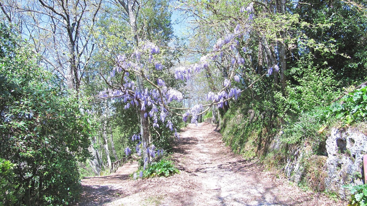 Photo of Others in Capranica