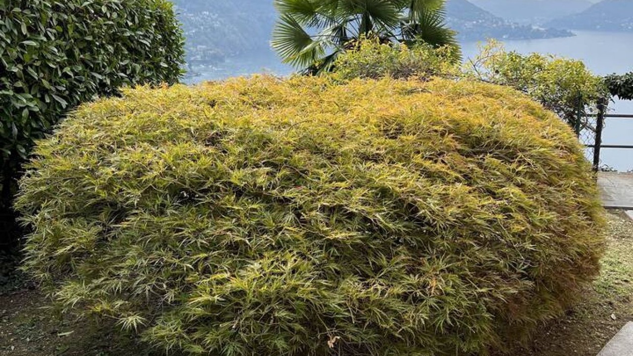 Photo of Outdoor in Pognana Lario
