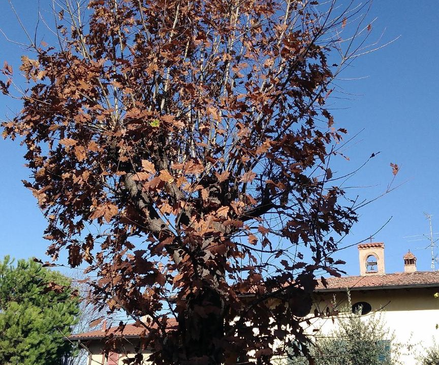 Photo of Others in Passirano