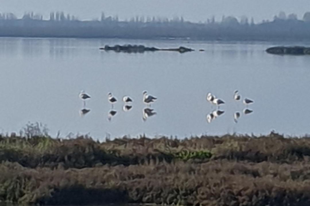 Photo of Others in Porto Viro