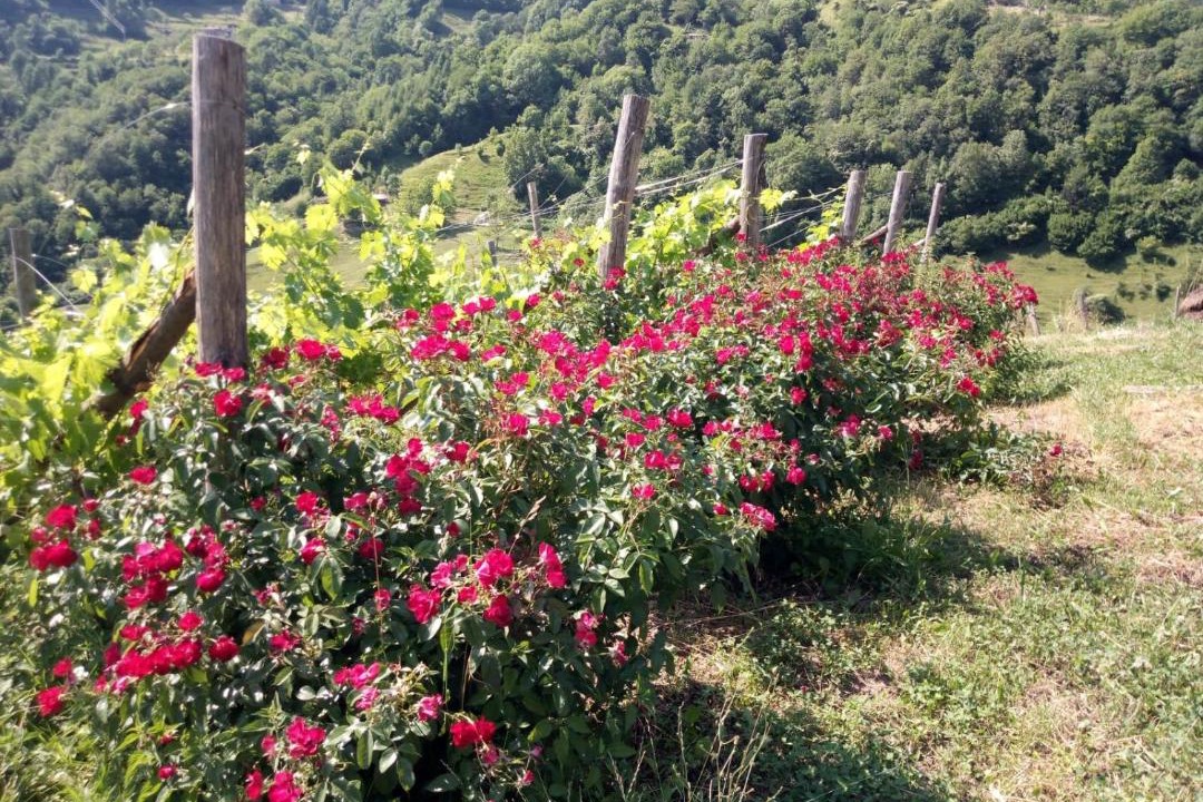 Photo of Others in Gargnano