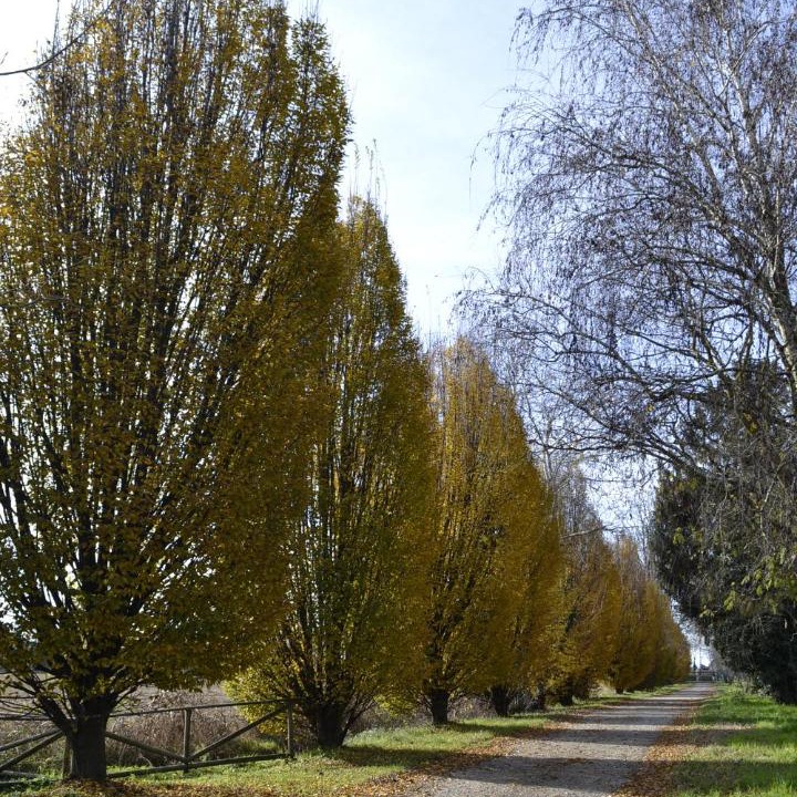 Photo of Others in Certosa di Pavia
